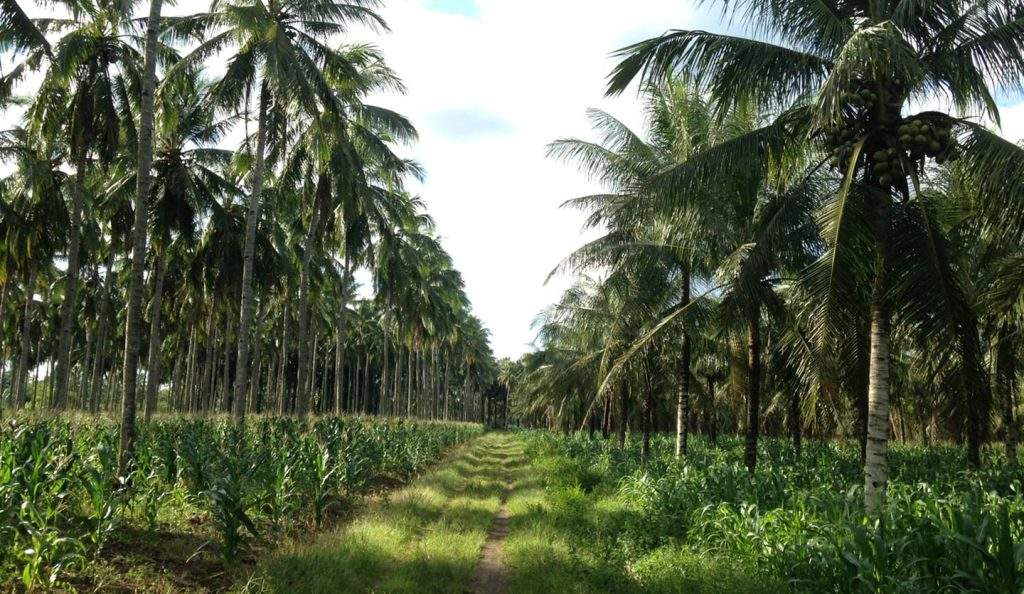 Indonesian Coconut Plantations